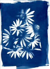 cyanotype print on watercolor 140lb (300g) paper